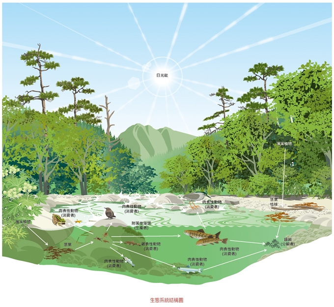 生態系統結構圖
