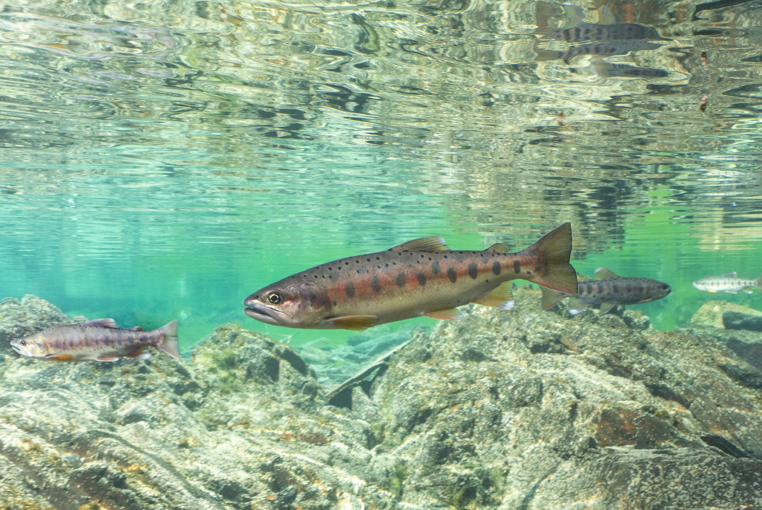 臺灣櫻花鉤吻鮭