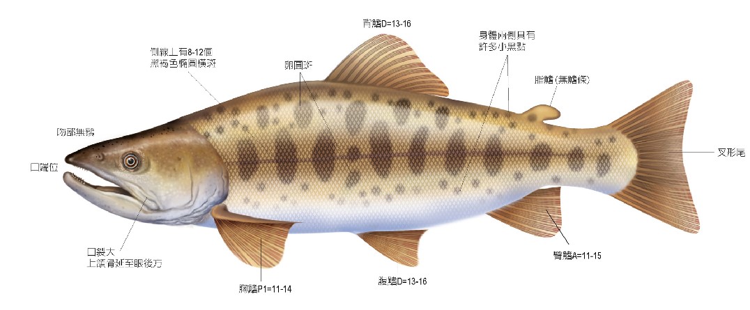 臺灣櫻花鉤吻鮭各部位詳細介紹