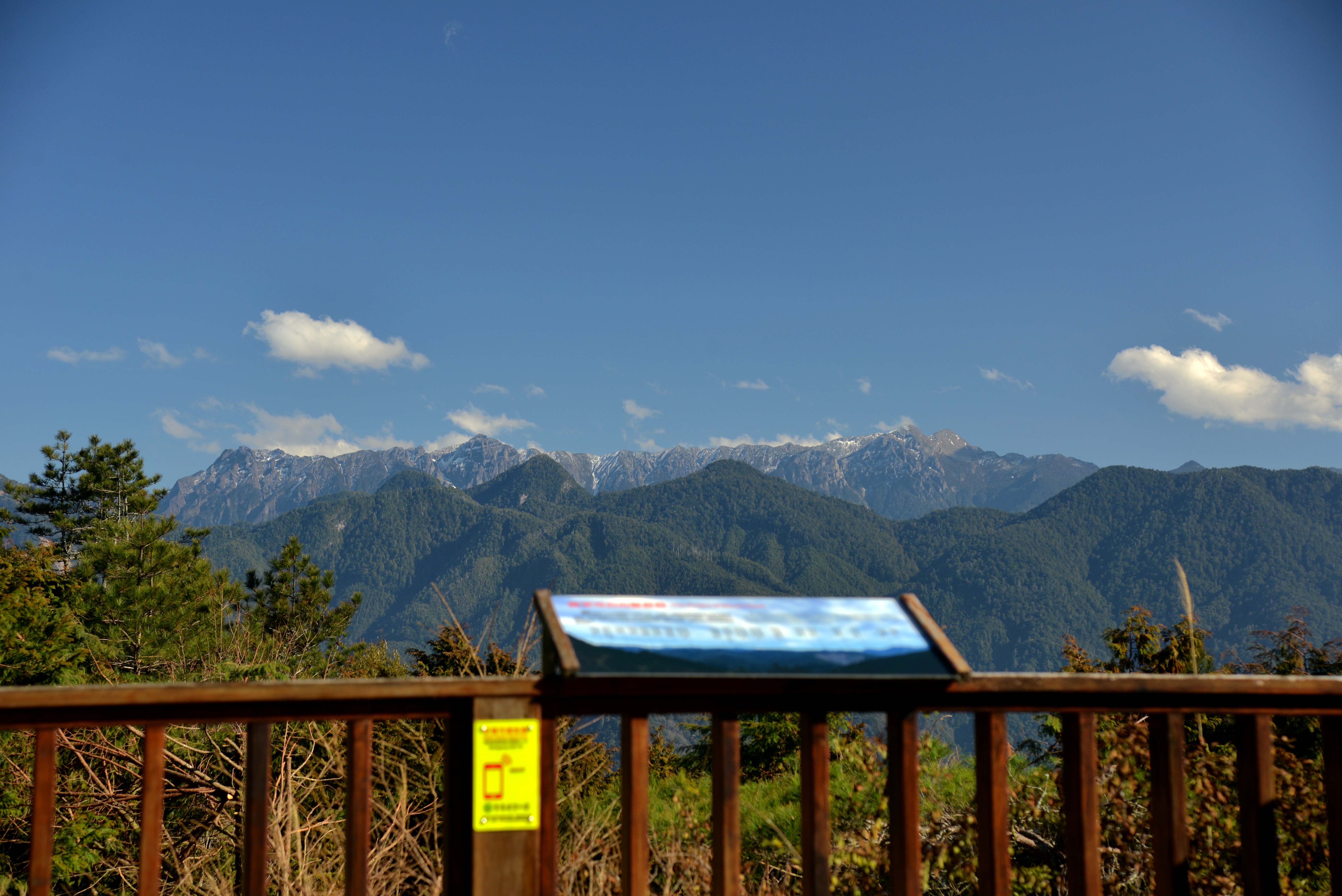霧裡看花：清明觀霧步道賞花趣