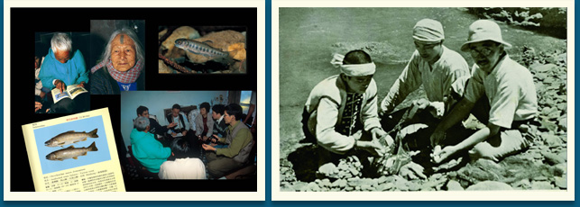 臺灣鮭魚在臺灣先民生活中存在著食用價值與漁獵文化