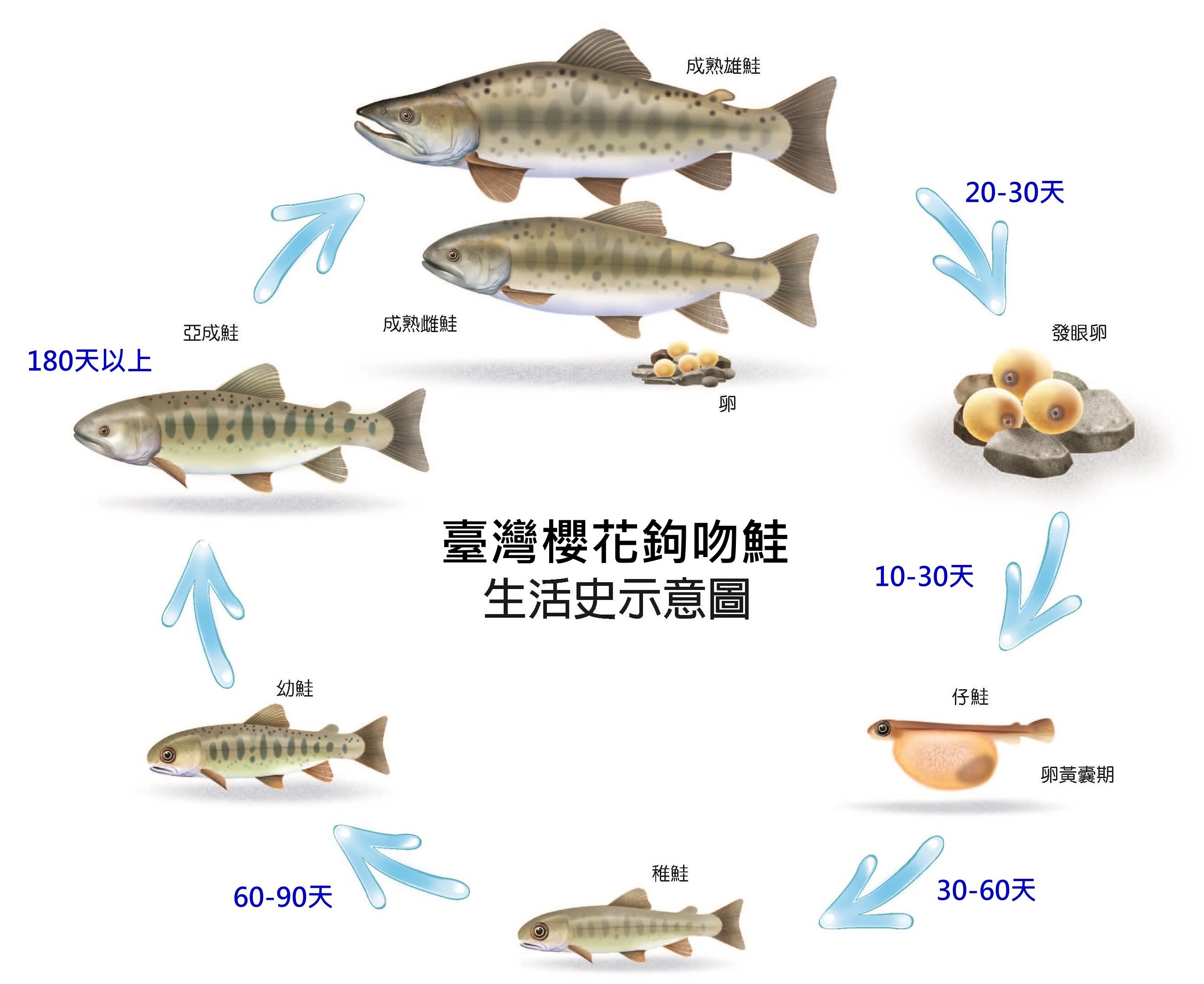 臺灣櫻花鉤吻鮭生活史示意圖