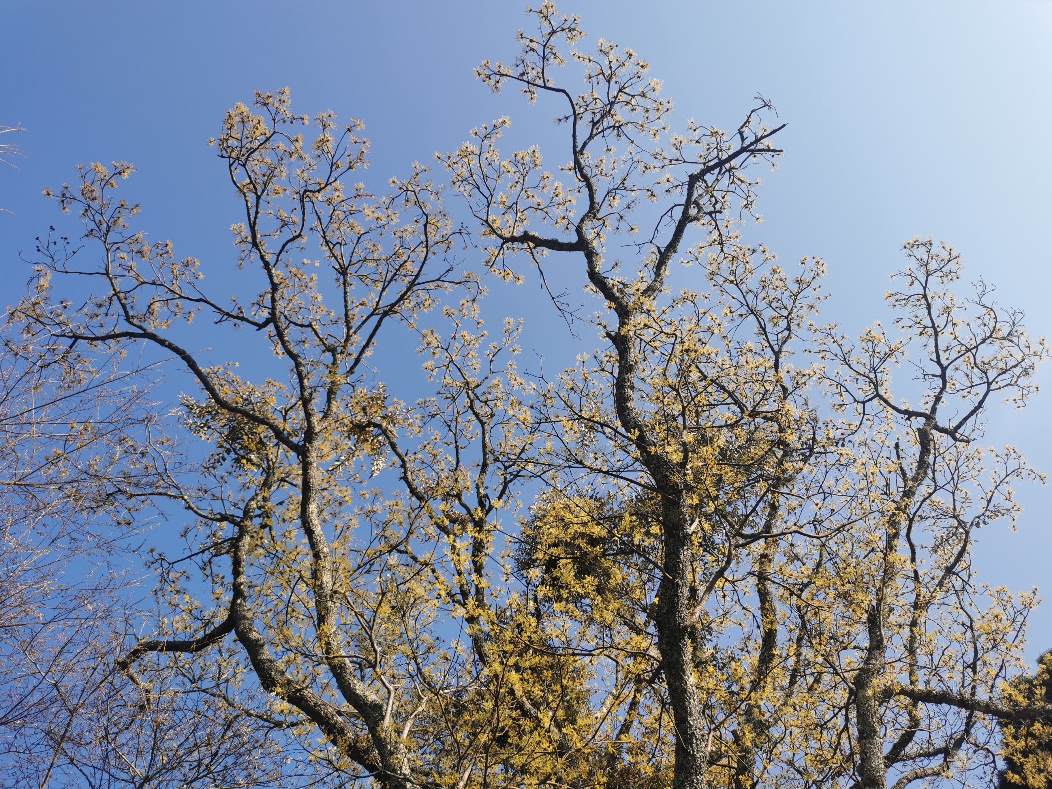 霧裡看花：清明觀霧步道賞花趣