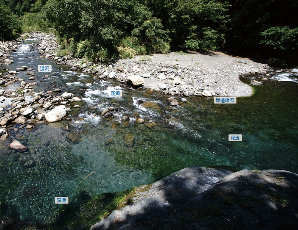 七家灣溪流兩岸由砂岩與板岩組成能涵養出淺流、淺瀨、深流、深潭和岸邊緩流等多樣性的水域