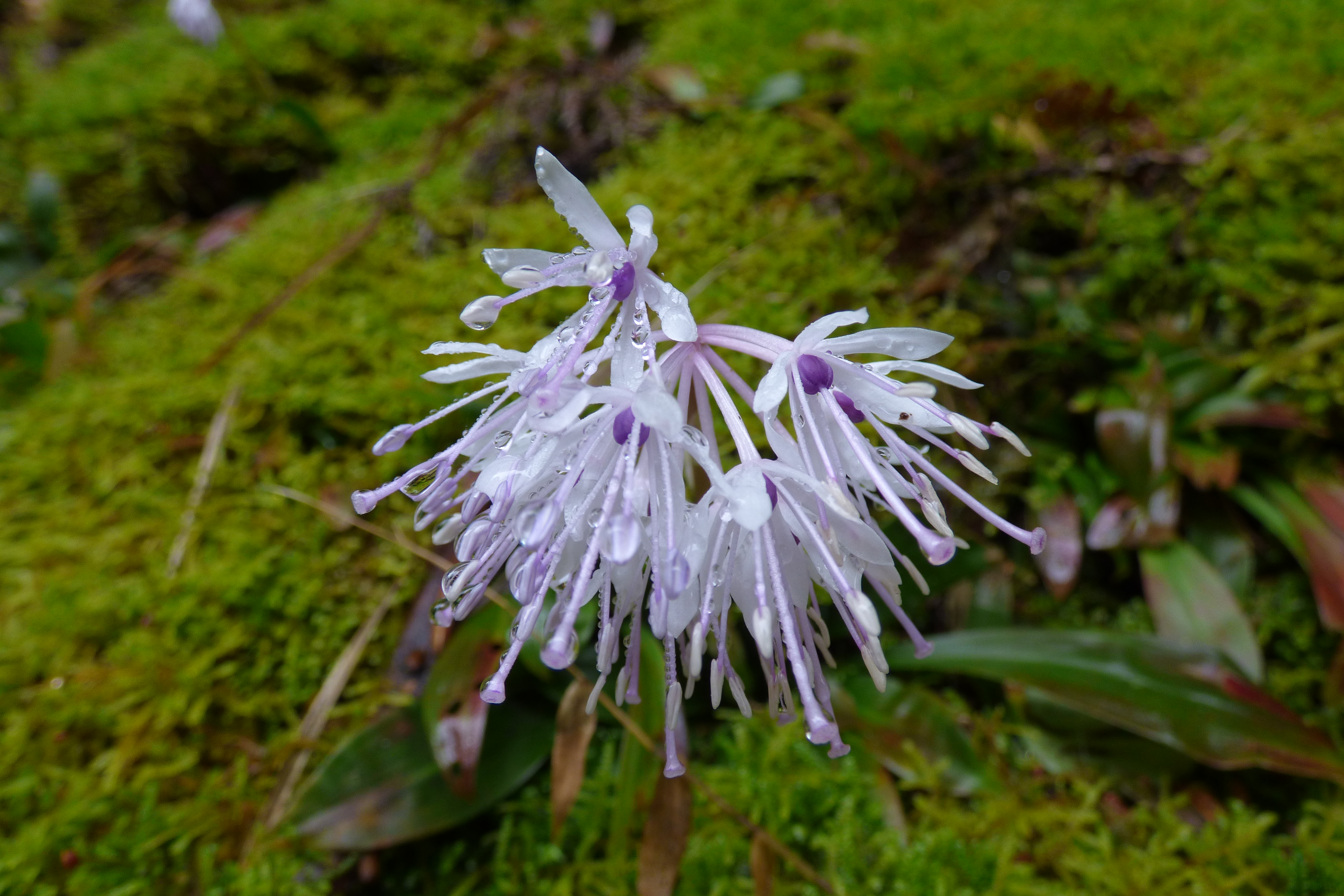 霧裡看花：清明觀霧步道賞花趣
